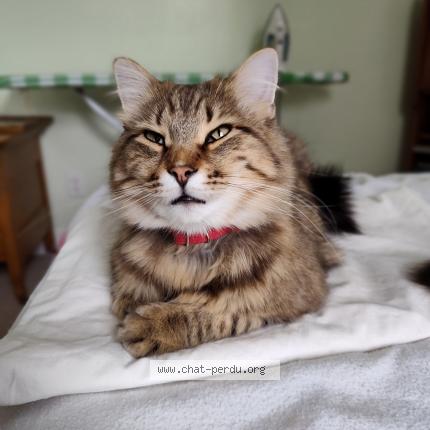 Foto 1/1 Toby Chat perdido en Deux montagnes