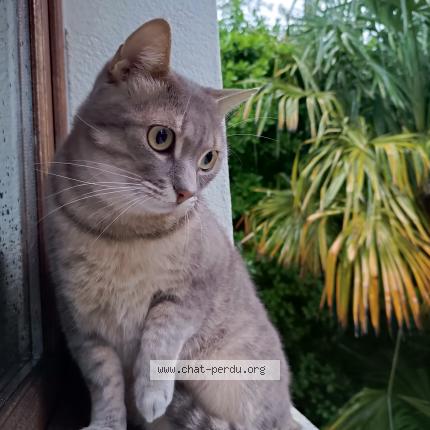 Foto 1/1 Bedo Chat perdido en Beziers