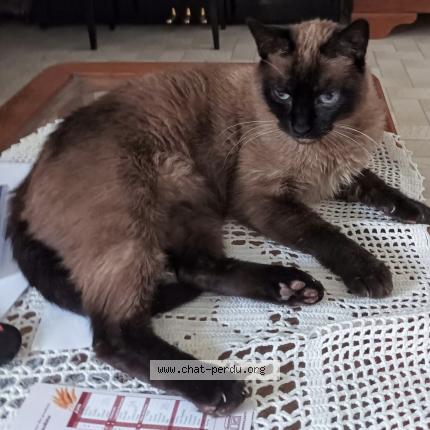 Foto 1/1 Patachou Chat perdido en Saint jean de soudain