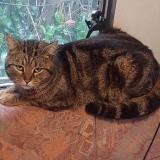 Foto del gato perdido en Les Baux De Provence