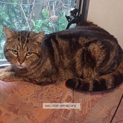 Foto 1/1 NALA Chat perdido en Les baux de provence