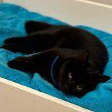 Foto del gato perdido en Montesson