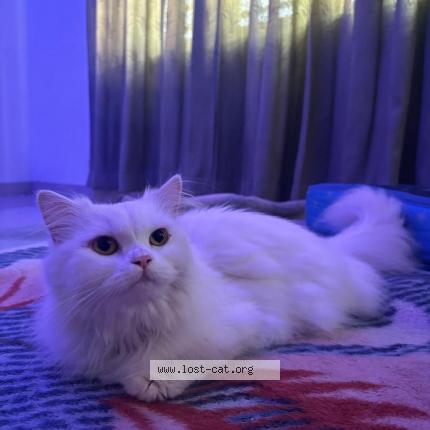 Foto 1/1 Izzy Chat perdido en Perinthalmanna