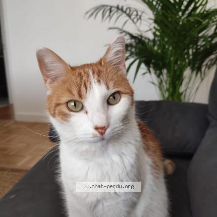 Foto 1/1 Luigi Chat perdido en Vitry sur seine