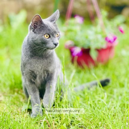 Foto 1/1 Grisou Chat perdido en Cutry