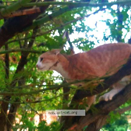 Foto 1/1 Nemo Chat perdido en Pretoria east