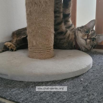 Foto 1/1 renada Chat perdido en Chatenay malabry