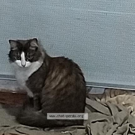 Foto 1/1 Leia Chat perdido en Limoges