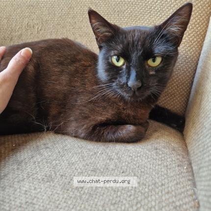 Foto 1/3 Abby Chat perdido en Plaisir