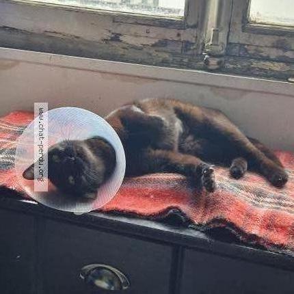 Foto 2/3 Abby Chat perdido en Plaisir