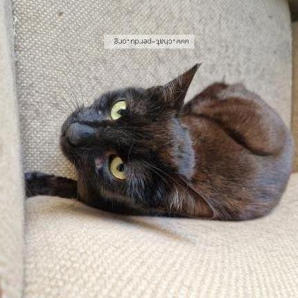 Foto 3/3 Abby Chat perdido en Plaisir