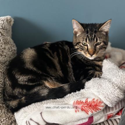 Foto 1/1 Max Chat perdido en Crosville la vieille
