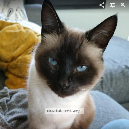 Foto 1/1 Picasso Chat perdido en Coutiches