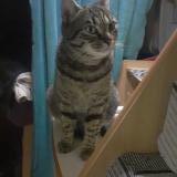 Foto del gato perdido en Parnac