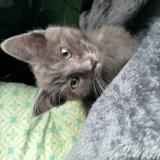 Foto del gato perdido en Ouagne