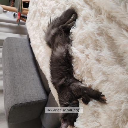 Foto 1/1 Cyana Chat perdido en Grabels