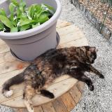 Foto del gato perdido en Sermaize Les Bains