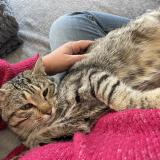 Foto del gato perdido en Marennes Hiers Brouage