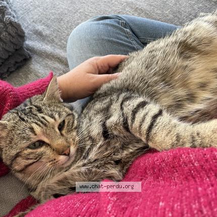 Foto 1/1 Grisouille Chat perdido en Marennes hiers brouage