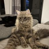 Foto del gato perdido en Ollioules