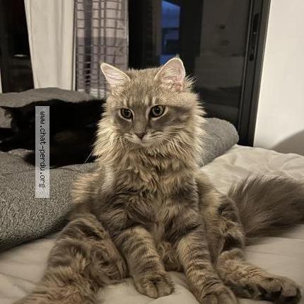 Foto 1/2 Deutz Chat perdido en Ollioules