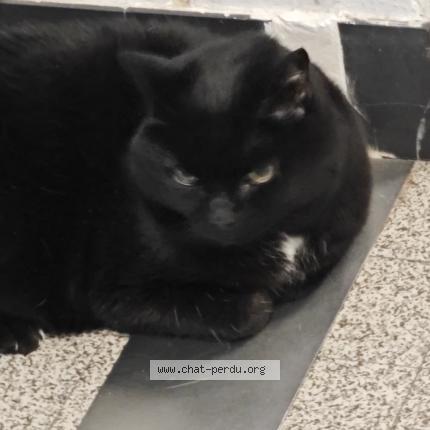 Foto 1/1 Gato encontrado Encontrado en Onex