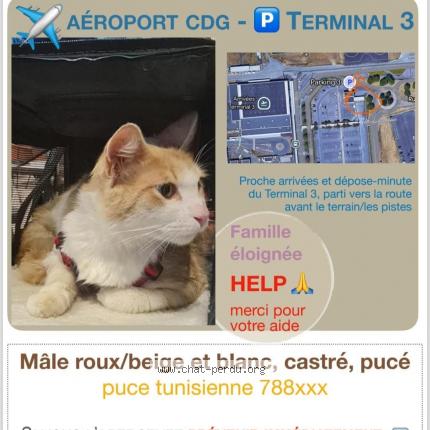 Foto 1/4 GROOT Chat perdido en Roissy en france