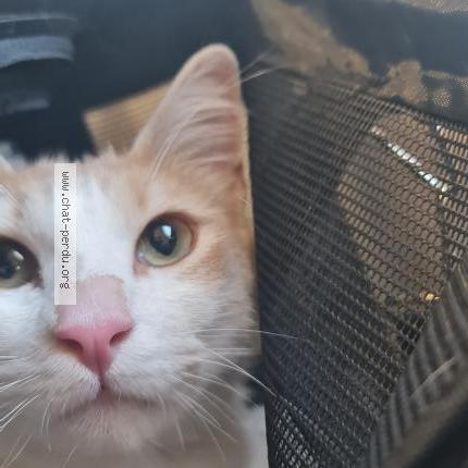 Foto 2/4 GROOT Chat perdido en Roissy en france