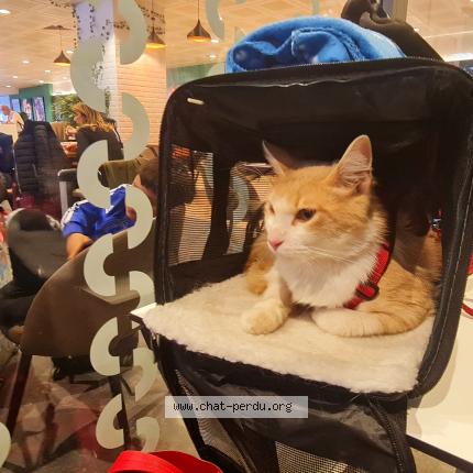 Foto 3/4 GROOT Chat perdido en Roissy en france