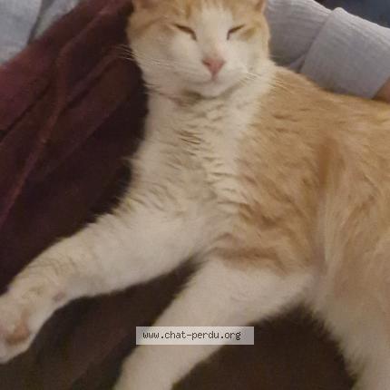 Foto 4/4 GROOT Chat perdido en Roissy en france