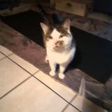 Foto del gato perdido en Epagny