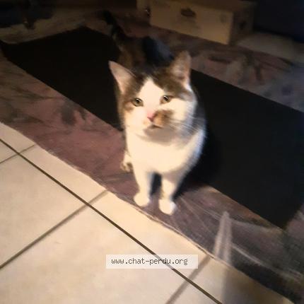 Foto 1/1 Gaspard minet Chat perdido en Epagny