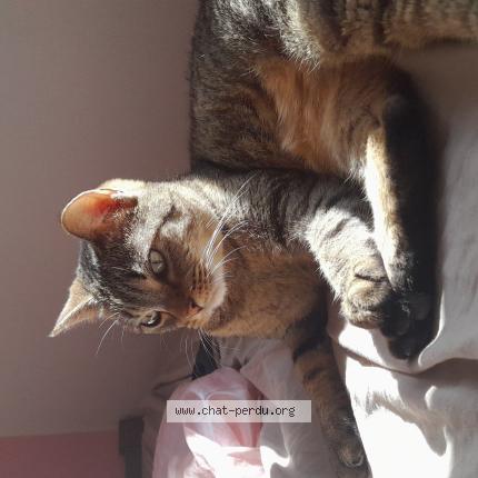 Foto 1/1 Croquette Chat perdido en La greve sur mignon