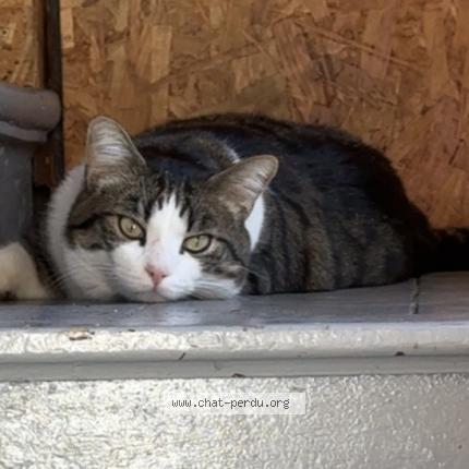 Foto 1/1 Gato encontrado Encontrado en Goderville