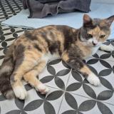 Foto de gato encontrado en Colomiers