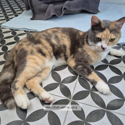 Foto 1/1 Gato encontrado Encontrado en Colomiers