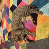 Foto del gato perdido en La Celle Les Bordes