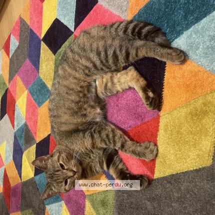 Foto 1/1 Vicky Chat perdido en La celle les bordes