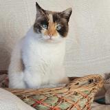 Foto del gato perdido en La Verpilliere