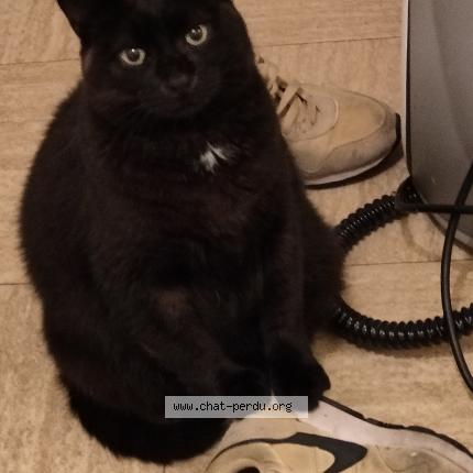 Foto 1/1 Minou Chat perdido en Gap