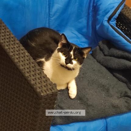 Foto 1/2 Pompon Chat perdido en Saint georges d esperanche