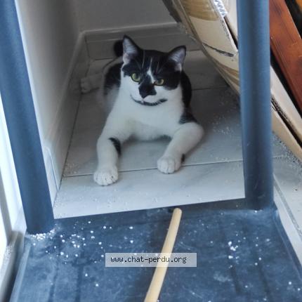 Foto 2/2 Pompon Chat perdido en Saint georges d esperanche