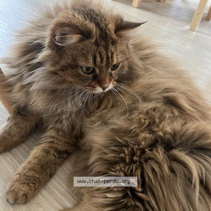 Foto 1/1 Yuki Chat perdido en Perroy