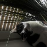 Foto del gato perdido en Nantes