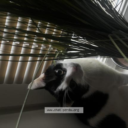 Foto 1/1 Whisky Chat perdido en Nantes