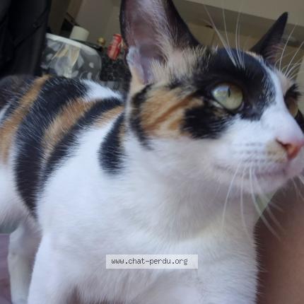 Foto 1/2 Shogun Chat perdido en Serres castet