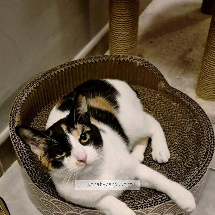 Foto 2/2 Shogun Chat perdido en Serres castet