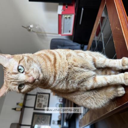 Foto 1/1 Mufasa Chat perdido en Lausanne