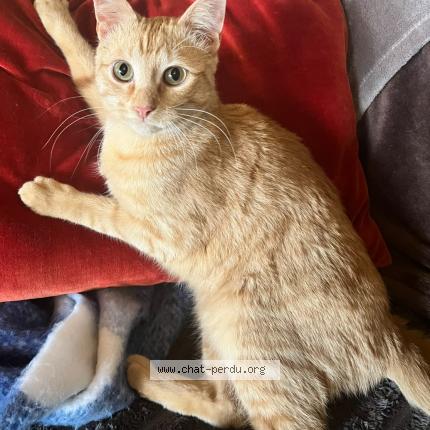 Foto 1/1 Roucky Chat perdido en Anduze