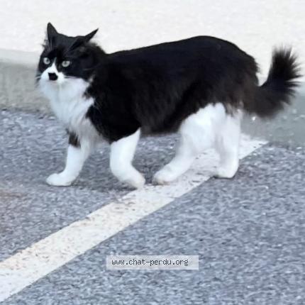 Foto 1/1 Pinceau Chat perdido en Sollies pont